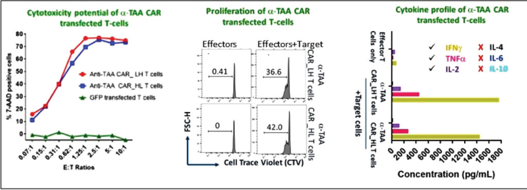 In vitro assay models for evaluating cancer cell therapy efficacy, antigen-specificity and cytokine release profile