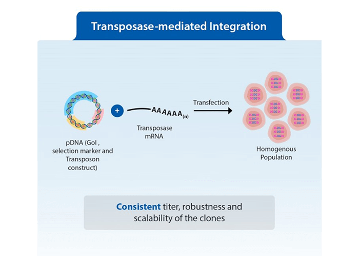 Transposase-mediated-integration-of-clones-img