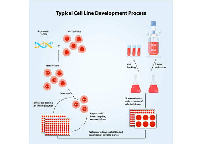 Typical-cell-line-development-process-img