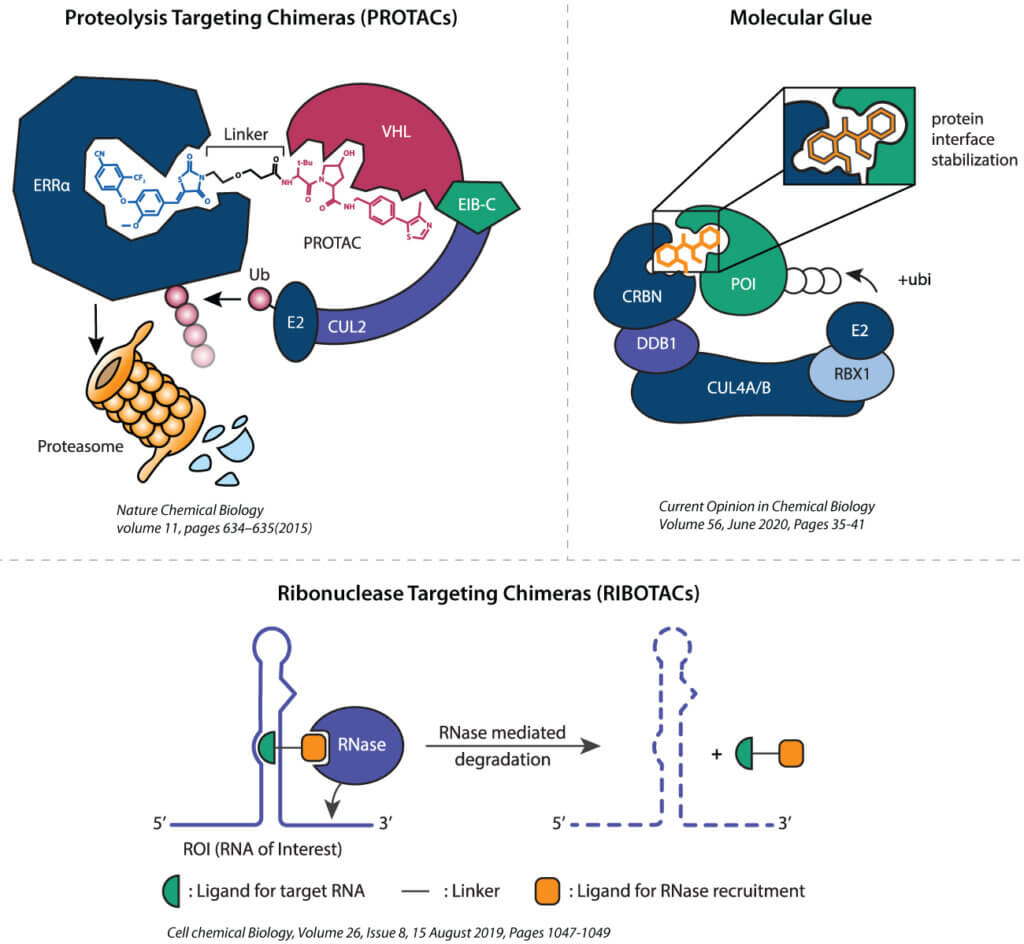 Illustration of targeted protein degradation modalities including PROTACs, molecular glues, and RIBOTACs showing recruitment of E3 ligases or RNase to degrade target proteins or RNA