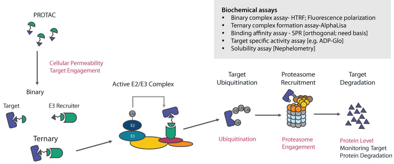 Workflow showing biochemical and cell-based assays for PROTAC drug discovery, including ternary complex formation, ubiquitination, proteasome recruitment, and target protein degradation