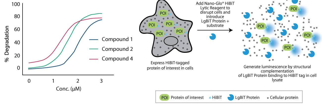HiBiT luminescence assay workflow showing intracellular targeted protein degradation measurement, including dose-response curves and Nano-Glo–based detection of protein of interest