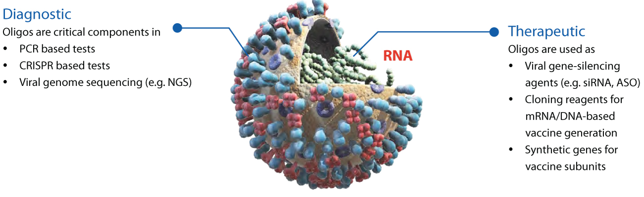Diagram of PCR oligos, CRISPR tests, NGS, RNA interference, ASOs siRNAs in COVID-19 diagnostics and oligonucleotide therapeutics