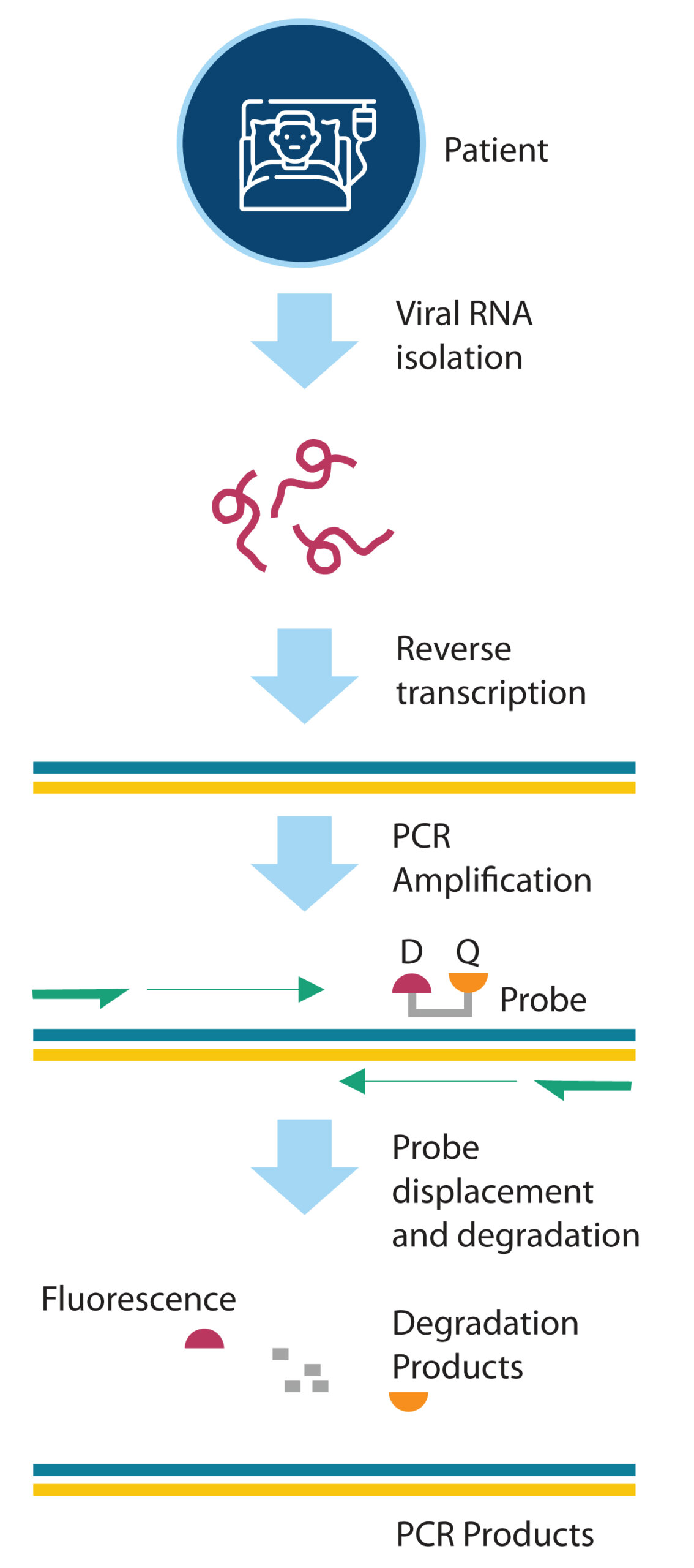 RT-PCR workflow: viral RNA isolation, reverse transcription, PCR amplification, fluorescent probe displacement for COVID-19 oligonucleotide diagnostics.