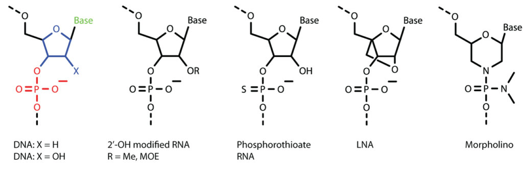 Diagram of antisense oligonucleotide synthesis: DNA, 2'-modified RNA, phosphorothioate, LNA, and morpholino structures for ASO manufacturing.