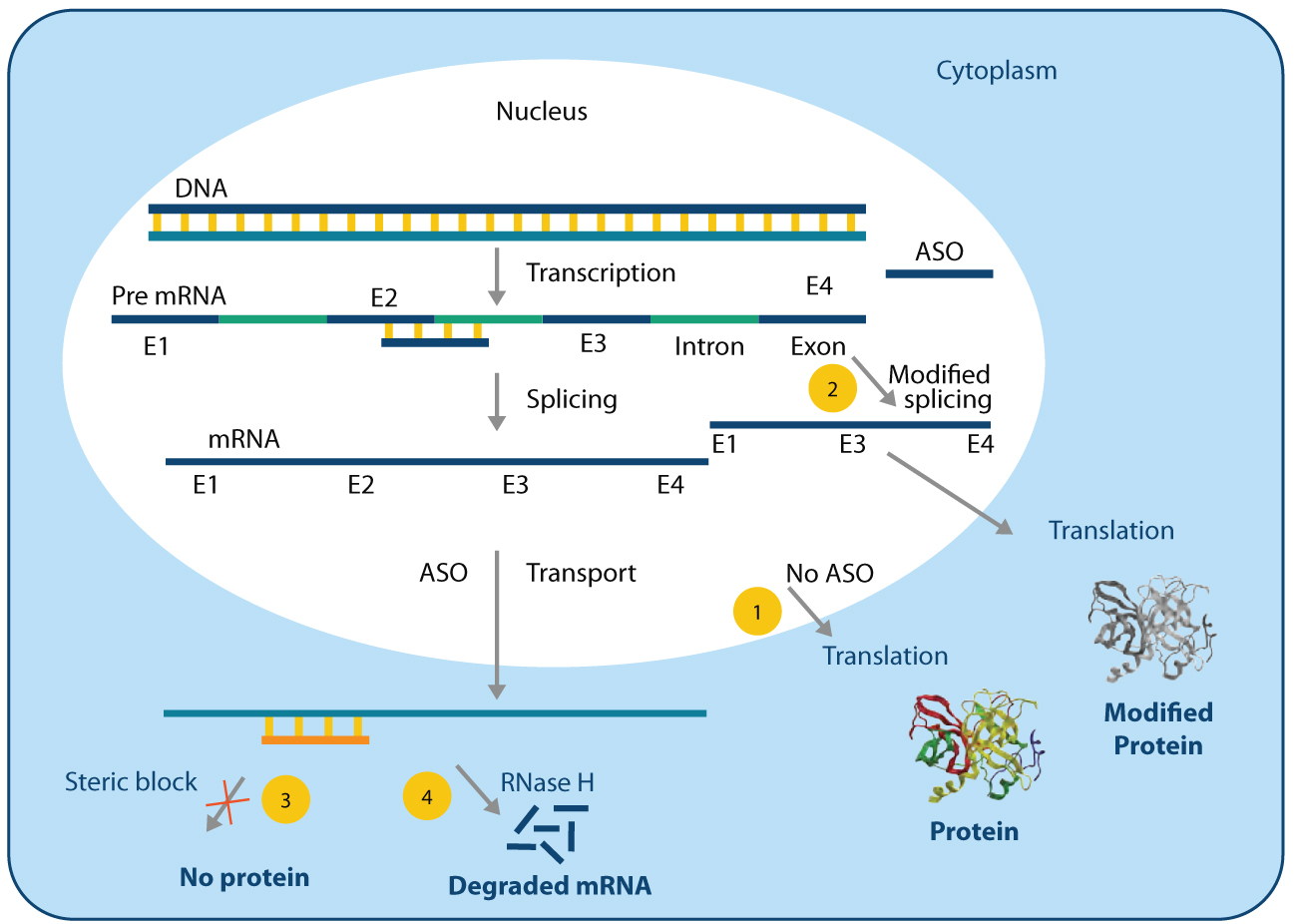 ASO mechanism of action diagram: splice modulation (1-2), steric block (3), RNase H degradation (4) in pre-mRNA to protein process for ASO drug development.