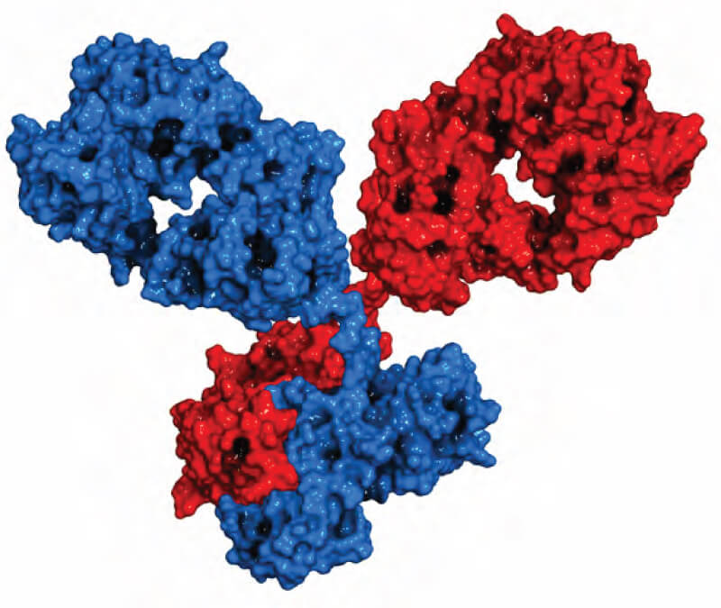 Three-dimensional structural representation of a monoclonal antibody highlighting consistent molecular structure maintained during intensified fed-batch bioprocessing.