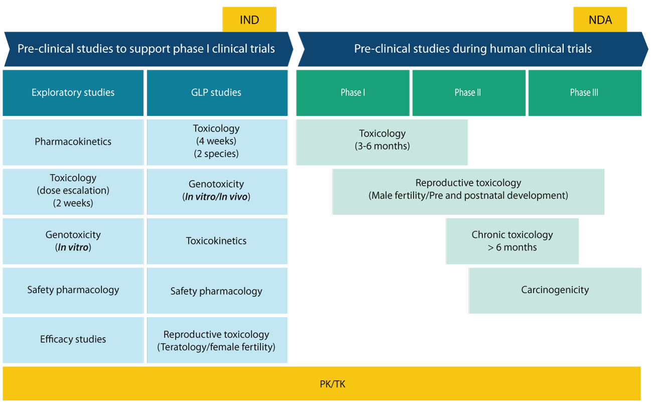 Preclinical toxicology roadmap: exploratory, GLP tox (2 species), toxicokinetics, safety pharm to IND/NDA (GLP toxicology, toxicokinetics, IND enabling studies)